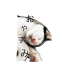 可愛い猫達とその仲間（個別スタンプ：3）