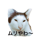 可愛い猫達とその仲間（個別スタンプ：4）