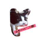 可愛い猫達とその仲間（個別スタンプ：6）