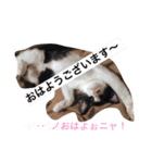 可愛い猫達とその仲間（個別スタンプ：7）