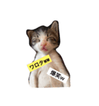 可愛い猫達とその仲間（個別スタンプ：8）