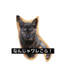 可愛い猫達とその仲間（個別スタンプ：9）