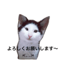 可愛い猫達とその仲間（個別スタンプ：11）