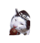 可愛い猫達とその仲間（個別スタンプ：12）