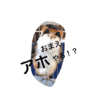 可愛い猫達とその仲間（個別スタンプ：15）