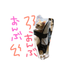 neconeco1212（個別スタンプ：1）