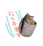 neconeco1212（個別スタンプ：2）