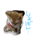 neconeco1212（個別スタンプ：3）