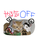 neconeco1212（個別スタンプ：4）