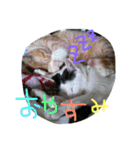 neconeco1212（個別スタンプ：5）