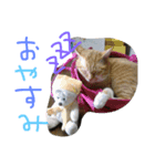 neconeco1212（個別スタンプ：7）