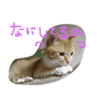 neconeco1212（個別スタンプ：9）