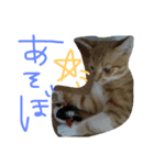 neconeco1212（個別スタンプ：13）