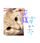 neconeco1212（個別スタンプ：16）