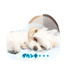 コッパーすたんぷ 1（個別スタンプ：3）
