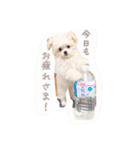 コッパーすたんぷ 1（個別スタンプ：11）