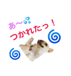 フレブル マルルの日常スタンプ！！（個別スタンプ：9）