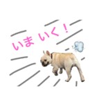 フレブル マルルの日常スタンプ！！（個別スタンプ：11）
