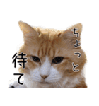 メインクーン(仮)ふぅさん（個別スタンプ：1）