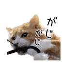 メインクーン(仮)ふぅさん（個別スタンプ：2）