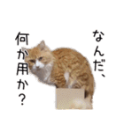 メインクーン(仮)ふぅさん（個別スタンプ：3）