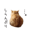 メインクーン(仮)ふぅさん（個別スタンプ：7）