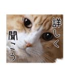 メインクーン(仮)ふぅさん（個別スタンプ：8）