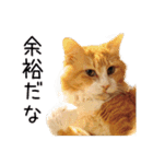 メインクーン(仮)ふぅさん（個別スタンプ：9）