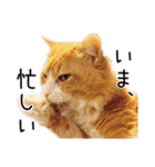 メインクーン(仮)ふぅさん（個別スタンプ：10）