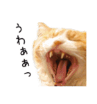 メインクーン(仮)ふぅさん（個別スタンプ：11）