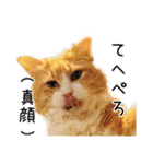 メインクーン(仮)ふぅさん（個別スタンプ：12）