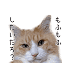 メインクーン(仮)ふぅさん（個別スタンプ：13）