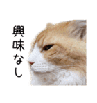 メインクーン(仮)ふぅさん（個別スタンプ：14）