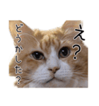 メインクーン(仮)ふぅさん（個別スタンプ：15）