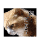 メインクーン(仮)ふぅさん（個別スタンプ：16）