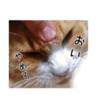 メインクーン(仮)ふぅさん（個別スタンプ：17）