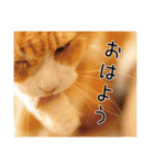 メインクーン(仮)ふぅさん（個別スタンプ：19）