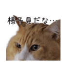 メインクーン(仮)ふぅさん（個別スタンプ：20）