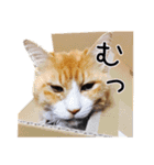 メインクーン(仮)ふぅさん（個別スタンプ：21）