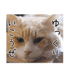メインクーン(仮)ふぅさん（個別スタンプ：23）