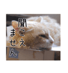 メインクーン(仮)ふぅさん（個別スタンプ：24）
