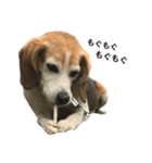 ビーグル犬ポッキー#2（個別スタンプ：1）