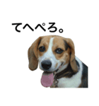 ビーグル犬ポッキー#2（個別スタンプ：8）