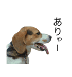 ビーグル犬ポッキー#2（個別スタンプ：12）