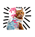 ネコとかいろいろ（個別スタンプ：1）