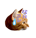 ネコとかいろいろ（個別スタンプ：2）