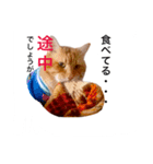 ネコとかいろいろ（個別スタンプ：3）