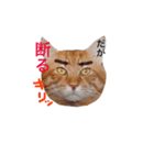 ネコとかいろいろ（個別スタンプ：4）