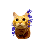 ネコとかいろいろ（個別スタンプ：5）