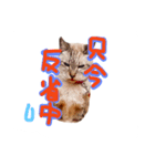 ネコとかいろいろ（個別スタンプ：6）